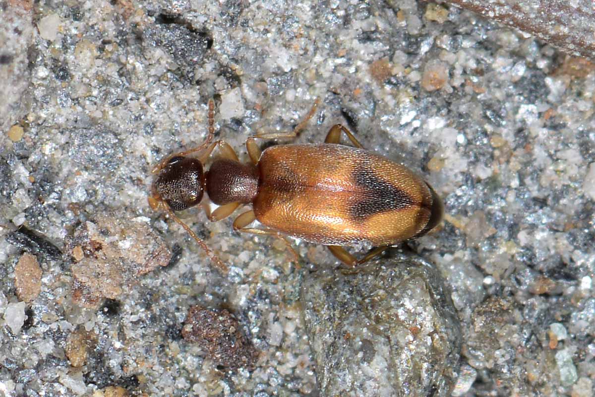 Anthicus schmidtii - Anthicidae